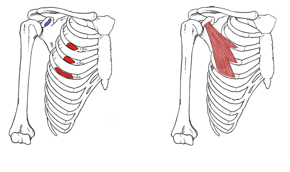 <p>Pectoralis Minor</p>