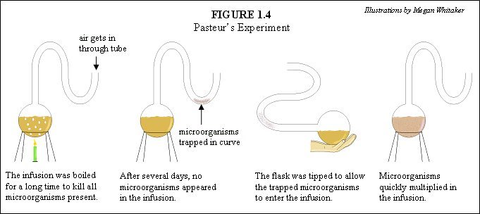<p>A disproven theory that living organisms could arise from non-living matter, refuted by the work of Louis Pasteur.</p>