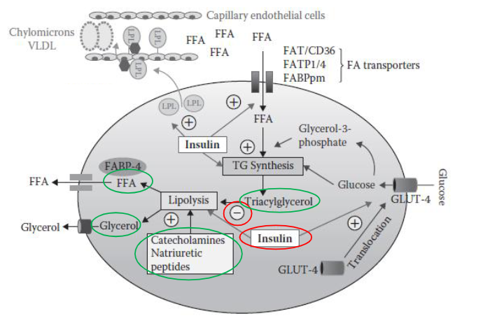 <p>During fasting, adipocytes shift to energy release:</p><ul><li><p><strong>Low insulin levels</strong> remove inhibition of lipolysis.</p></li><li><p><strong>Catecholamines (e.g., adrenaline)</strong> stimulate fat breakdown.</p></li><li><p>Lipolysis releases:</p><ul><li><p><strong>Free fatty acids (FFA)</strong> → used by muscles and liver.</p></li><li><p><strong>Glycerol</strong> → used for gluconeogenesis in the liver.</p></li></ul></li></ul><p>Thus, adipose tissue becomes a <strong>fuel supplier</strong> for the body.</p>