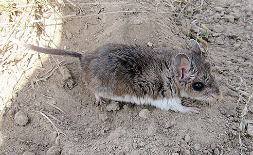 <p>Cricetidae</p><p>Onychomys torridus (grasshopper mice / 3) </p>