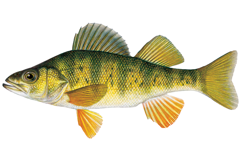 <p>Percidae</p><p>Perca flavescens</p>