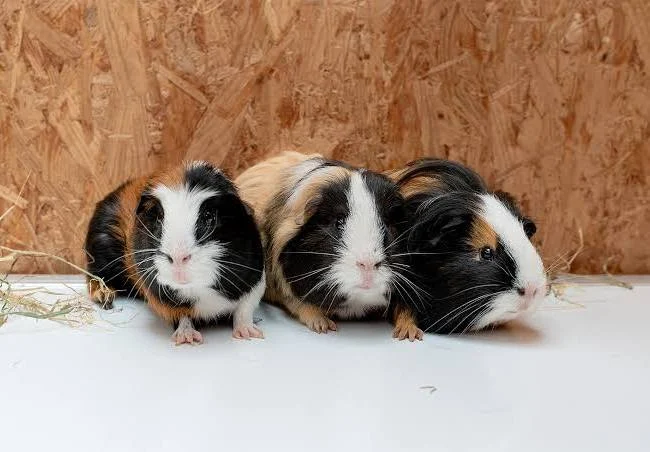 <p>(small mammals)</p>