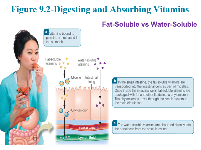<p>Water-soluble Vitamins <strong>Excretion</strong></p>