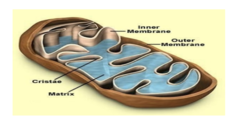<p>In electron micrographs of cells the mitochondria appears as what?</p>