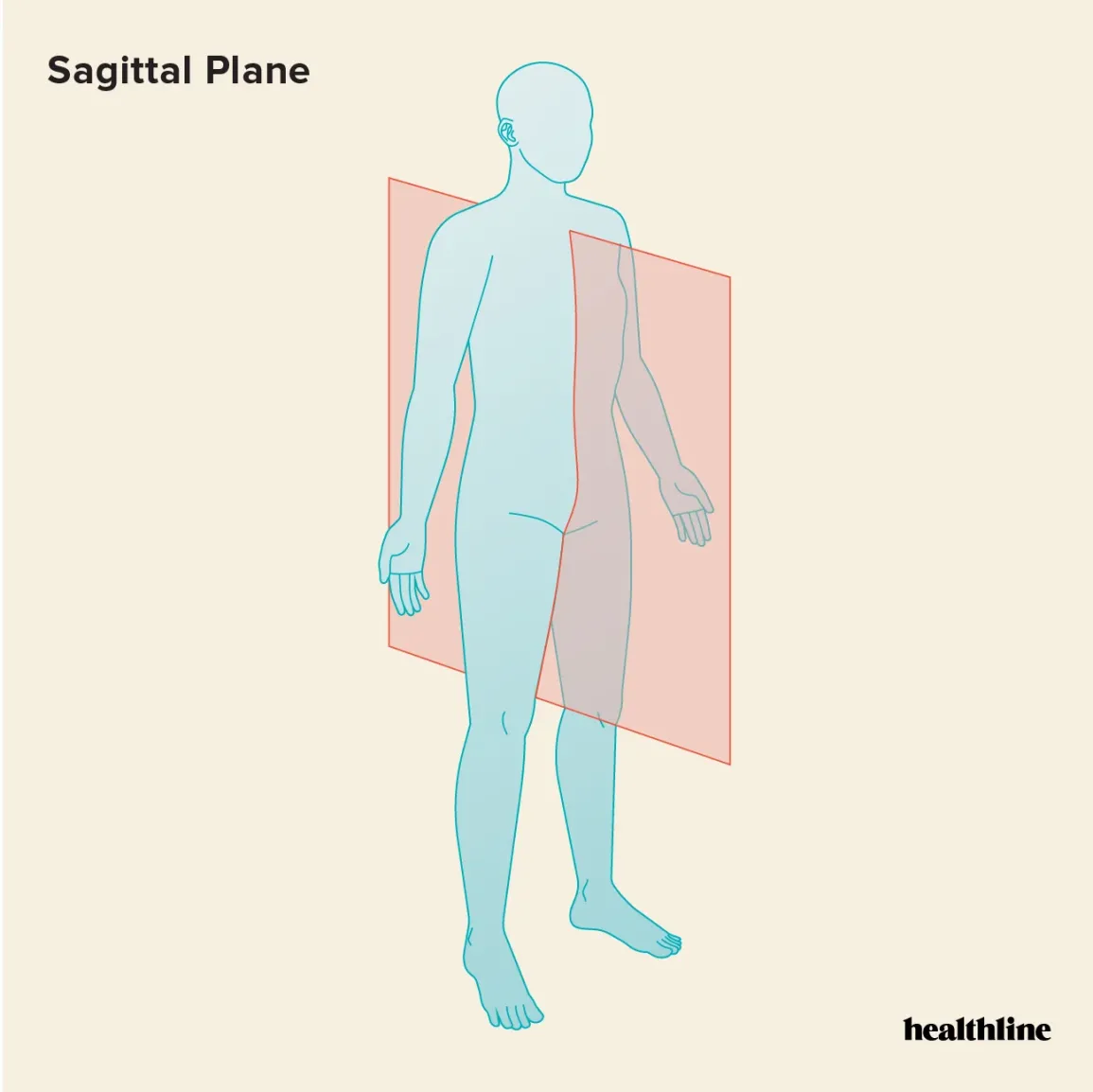 <p>Vertical plane that <strong>divides</strong> through <strong>body</strong> <strong>parts</strong></p>