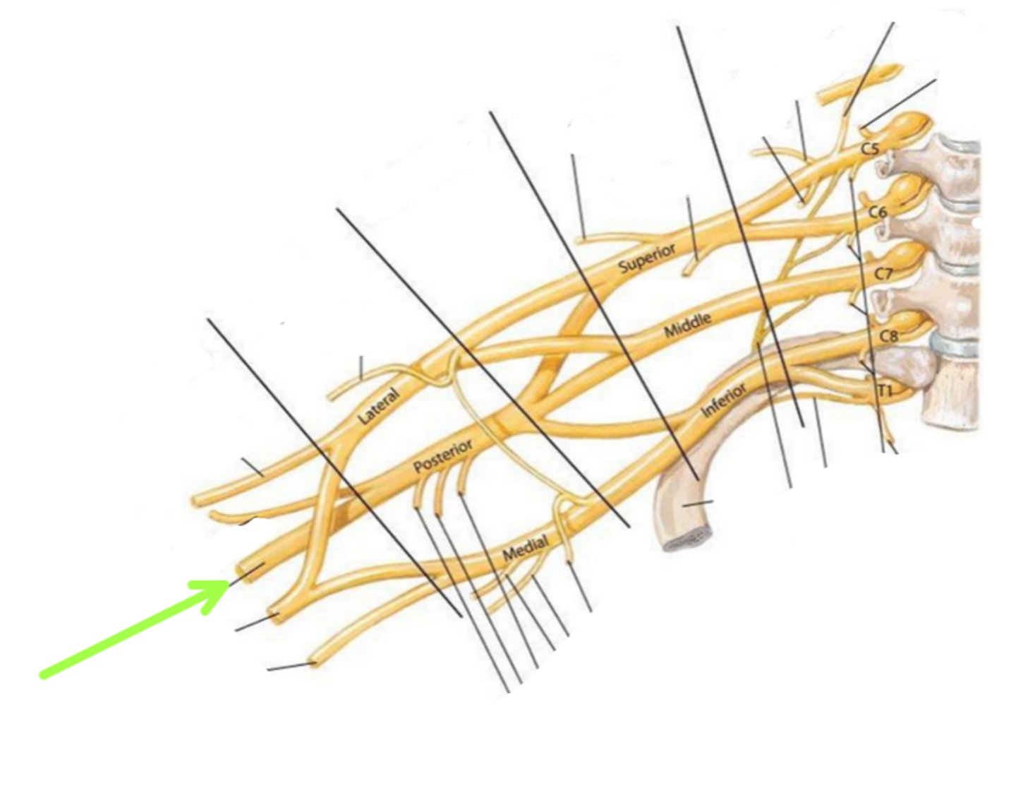<p>Identify the structure indicated by the arrow</p>