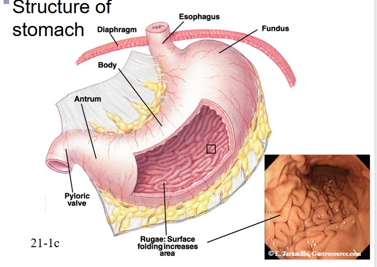 <p>Fundus, body, then antrum</p><p>Movement controlled by pyloric sphincter (more effective than esophageal sphincter)</p>