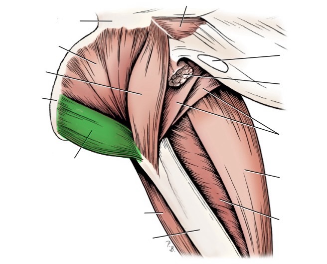<p>action- extend hip, rotate limb laterally</p><p>origin- ischium</p><p>insertion- intertrochanteric crest of femur (proximal)</p><p>innervation- sciatic n</p>