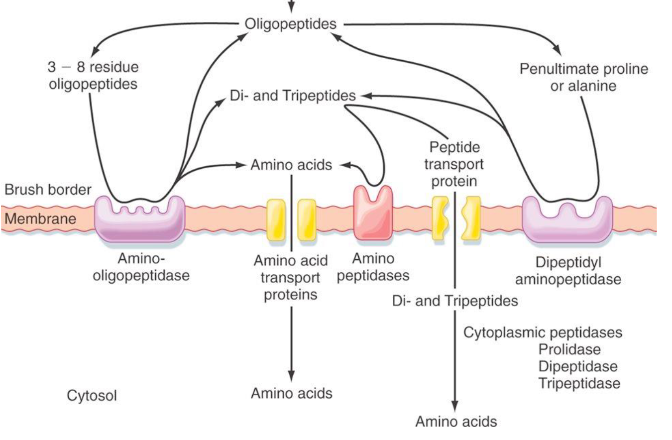 <ul><li><p>The stomach does a good job of denaturing proteins, but it is not as effective cleaving off individual amino acids (pepsin does some of this).</p></li></ul><p></p><ul><li><p>Cleaving off amino acids occurs mainly at the brush border with</p><p>aminopeptidases and with the active pancreatic enzymes (proteases).</p></li></ul><p></p>