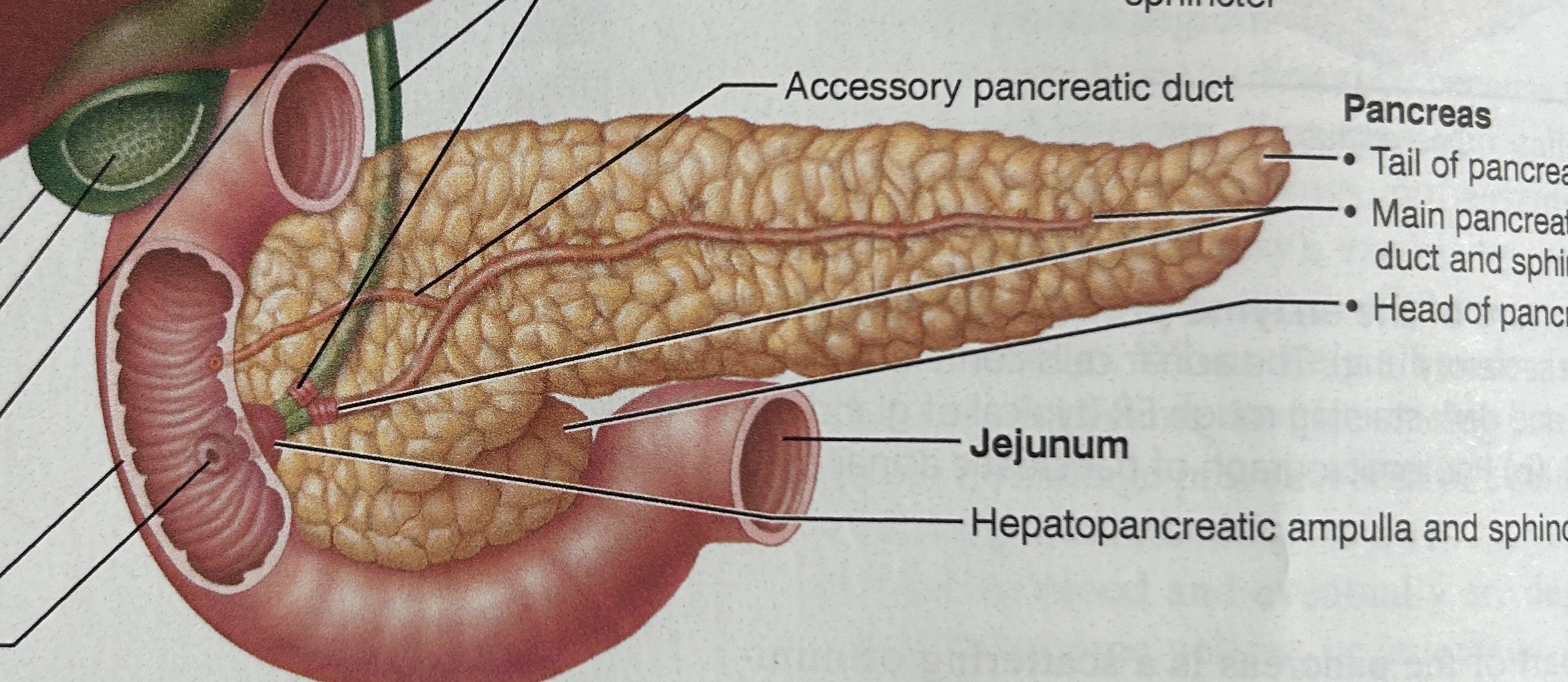 <p>pancreatic duct</p>