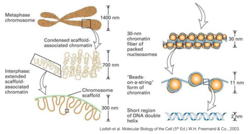<p>DNA is wrapped in chromatin fibres wrapped around nucleosomes like beads on a string. These nucleosomes are made of histones, which control gene expression. The structure of chromatin allows for DNA packaging and regulation of access for transcription and replication. </p>