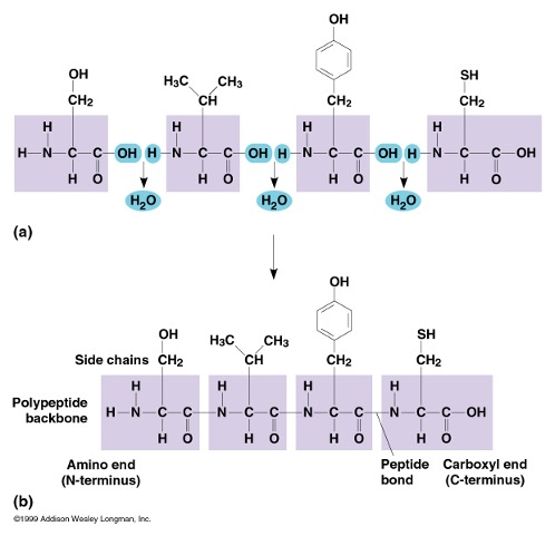<p>macromolecule composed of one or more polypeptide chains folded into specific conformation</p><ul><li><p>polypeptide =/ protein, specific folding and twisting is needed</p></li></ul><p>amino group + carbonyl group → amino acids + peptide bonds → polypeptide x1000 → proteins</p><p>wide variety of functions → wide variety of structures:</p><ul><li><p>structure, trasport, storage, signaling, movement, making enzymes, etc</p></li><li><p>made from combining 20 amino acids in a particular sequence that determine the function  </p></li><li><p>ex: lysozyme has a curled and curved structure needed to aggresively break down food in saliva </p></li></ul><p></p>