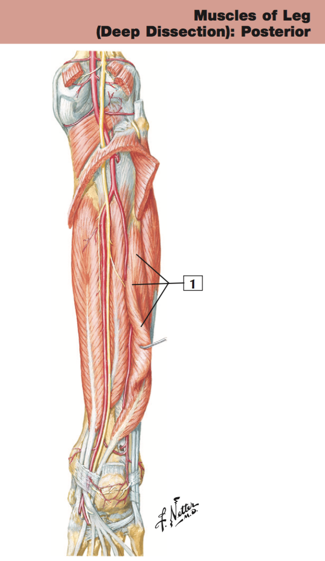 <p>+origin/insertion</p>