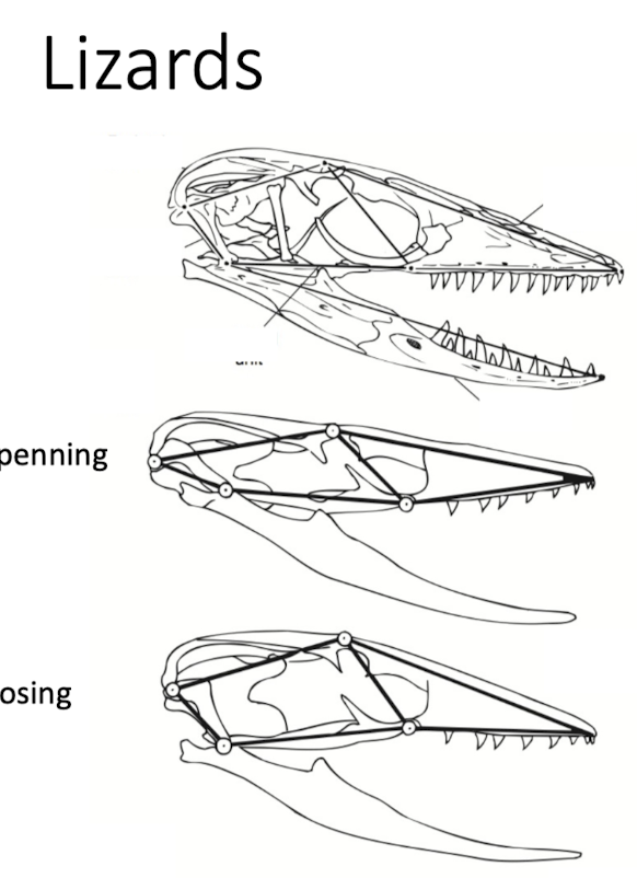 <p>The increase(or decrease(mammals)) of skull mobility</p>