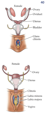 <p>embryonic structures that develop into female reproductive structures, such as the fallopian tubes, uterus, and upper two-thirds of the vagina, in the absence of male hormones. </p><ol><li><p>No SRY gene present, so no testes, stays as ovaries</p></li><li><p>No testes → no testosterone so the wolffian ducts regress</p></li></ol><p></p>