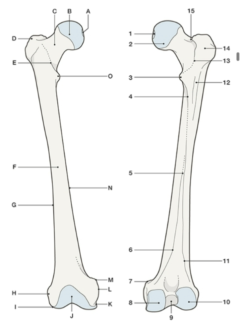 <p>Femur - Proximal End:</p><p>_________ __________- a large prominence on the lateral surface of the</p><p>upper femur</p><ul><li><p>D / 14 </p></li></ul><p></p>