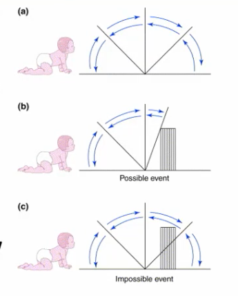 <ul><li><p>Infants familiarized with repeated event a flap rotated from flat on the table through 180 degrees</p></li><li><p>Two types test event presented, in both, a cube was placed in the path of the flap</p></li></ul><ol><li><p>"Possible" event: flap rotated but came to a stop when met the cube</p></li><li><p>"Impossible" event: flap rotated full 180 degrees through cube</p></li></ol><ul><li><p>Infants as young as 3.5 months looked at more impossible event, MEANING they understand object permanence and that an object cannot move through another</p></li></ul><p></p>