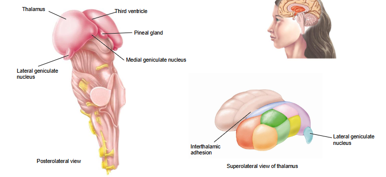 <p>thalamus, thalamus</p>