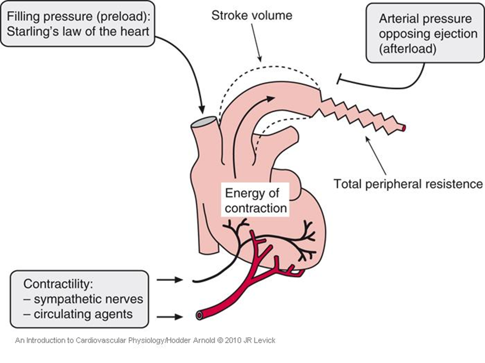 <ul><li><p>Preload is the amount of blood returning to the heart (venous return).</p></li><li><p>Increased preload stretches ventricular muscle fibres.</p></li><li><p>Greater stretch leads to stronger contraction, which results in a larger stroke volume.</p></li></ul><p></p>