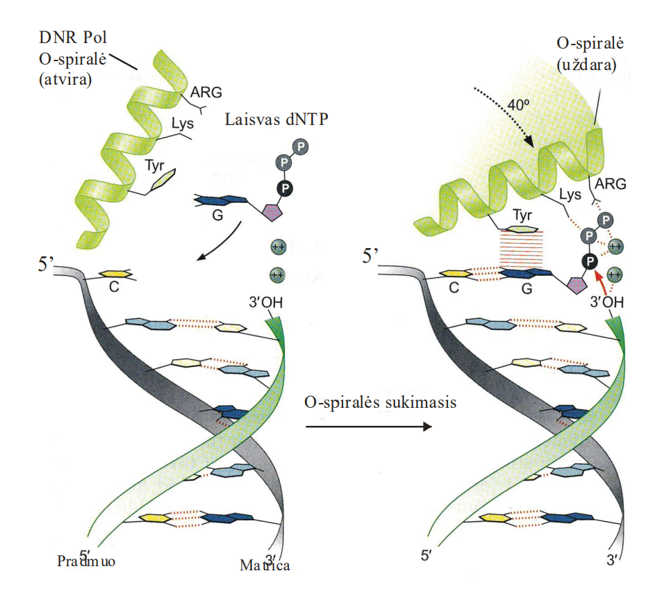 <ul><li><p>DNR polimerazės aktyviojo centro konformacija (atviroji – uždaroji) </p></li><li><p>DNR polimerazės pirštų domene yra O-spiralė </p></li><li><p>Aktyviajame centre išdėsčius komplementarius nukleotidus: </p><ul><li><p>Fermento O-spiralė keičia padėtį </p></li><li><p>Suartina substratus ir taip greitina reakciją</p></li></ul></li></ul><p></p><p>-</p><ul><li><p>DNR polimerazių savybė skirti komplementarią bazių sąveiką nuo nekomplementarios vadinama indukuoto atitikimo (induced fit) valdymo mechanizmu </p></li><li><p>Susidaro trinaris kompleksas </p><ul><li><p>Matrica/pradmuo </p><ul><li><p>dNTP </p></li><li><p>DNR polimerazė </p></li></ul></li></ul></li><li><p>Tik tuomet vyksta katalizinė reakcija </p></li><li><p>Indukuoto atitikimo mechanizmas padidina DNR sintezės tikslumą dar 100 kartų – iki 10-5</p></li></ul><p></p>