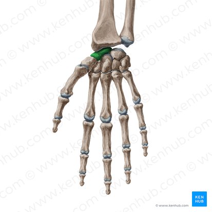 <p>Which carpal bone is this</p>