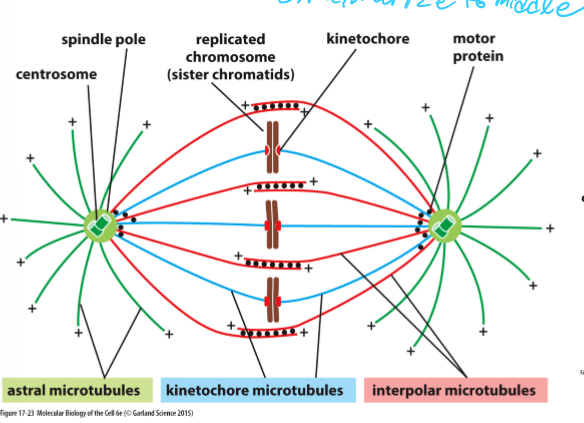 <ul><li><p>Kinetochore microtubules + ends attach to sister chromatids</p></li><li><p>Astral microtubules radiate out from spindle pole and contact the cell cortex (actin filaments under plasma membrane)</p></li><li><p>Interpolar microtubules interdigitate at the equator and cross link with other microtubules</p></li></ul><p></p>