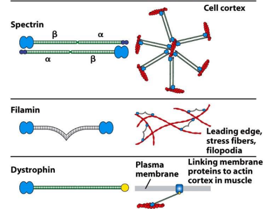 <p>Membrane-actin linker proteins = attach cytoskeleton → plasma membrane</p><ul><li><p><strong>ERM proteins</strong> → link b/w F-actin + integral membrane proteins</p></li><li><p><strong>Spectrin</strong> → connect actin + membrane proteins</p></li><li><p><strong>Dystrophin</strong> → connect actin + muscle cell membrane</p></li></ul><p></p>