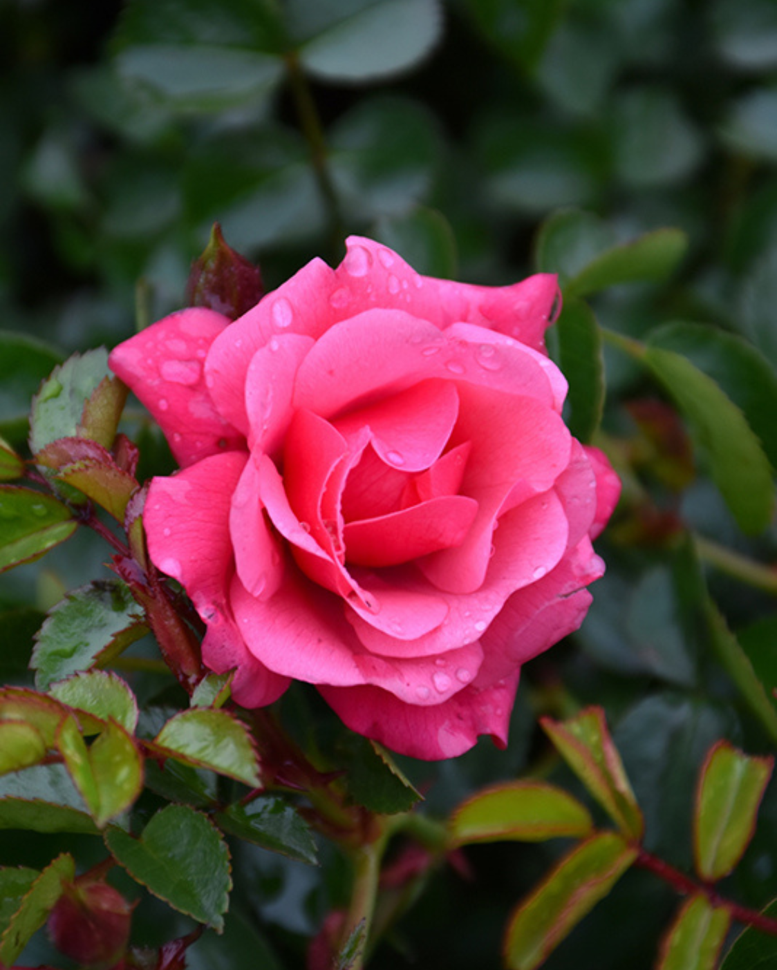 <p>Rose</p>