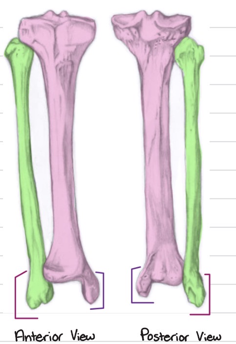 <p>Which structure is marked in purple?</p>