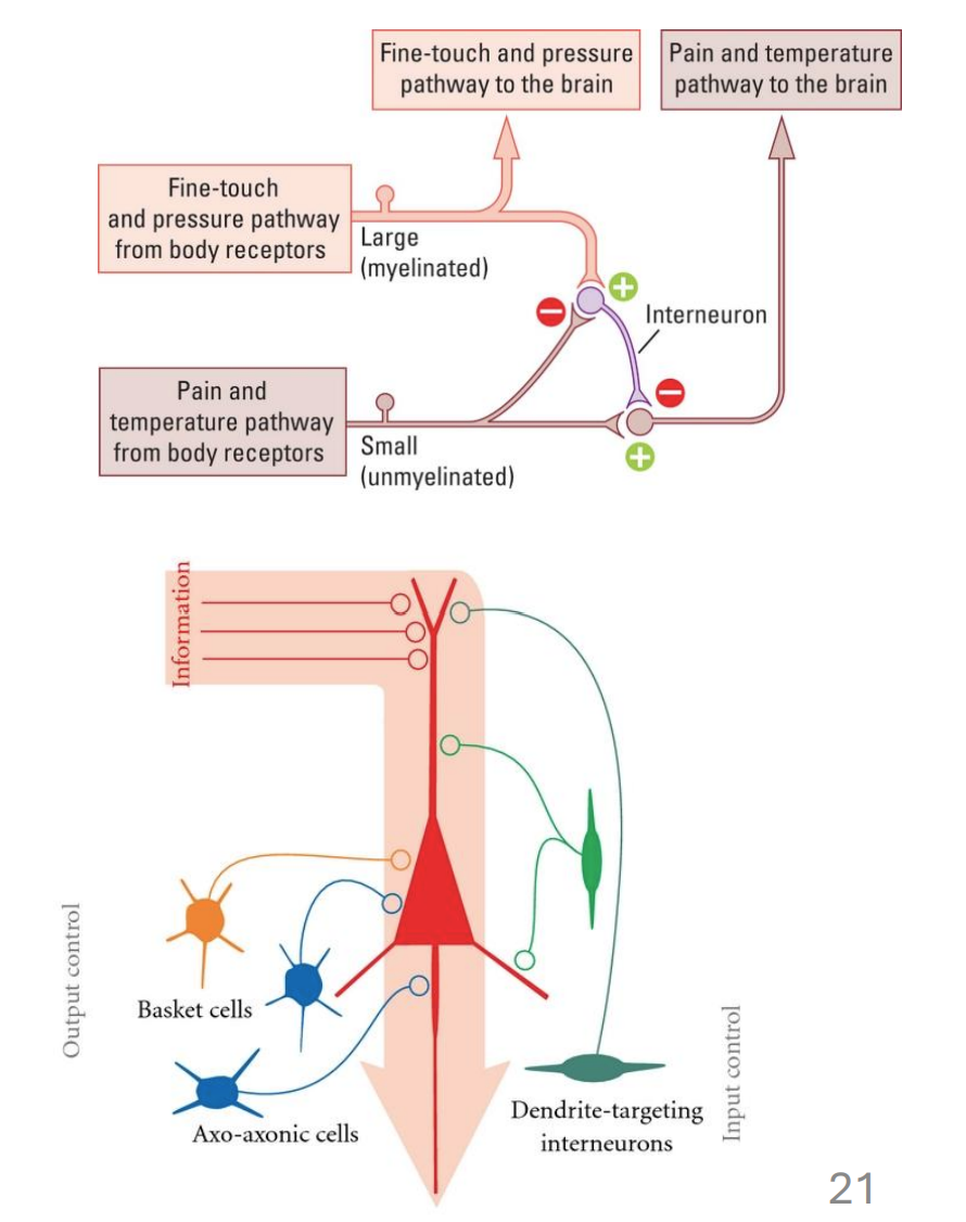 <ul><li><p>Interneurons are not sensory or motor cells, but modulate their signals (e.g. reflexes)</p></li><li><p>Synapse on many different compartments</p></li><li><p>GABA signaling restricts excitability and shapes neuronal oscillations (L07)</p></li></ul><div data-type="horizontalRule"><hr></div><ul><li><p>inhibitory interneurons can play a role in reflexes</p></li><li><p>theories that some of these cells contribute to disorders (like SZ)</p></li><li><p>oscillations = rhythmic synchrony of neuron firing</p></li><li><p></p></li><li><p>review </p></li></ul><p></p>