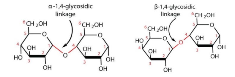 <ul><li><p>monosaccharides are joined to others or to alcohols and amines by glycosidic bonds</p></li><li><p>produced by dehydration reactions</p></li></ul><p></p>