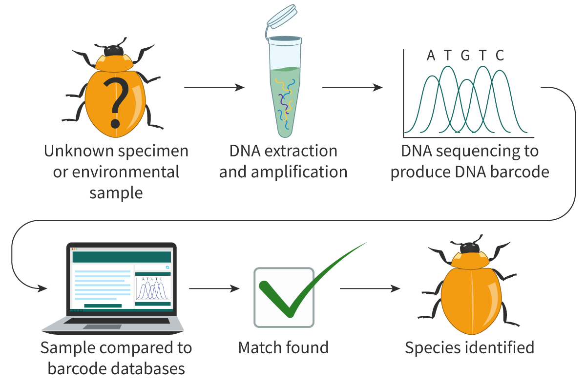 <p>A method of environmental sampling, often soil or water, that allows for the identification of species and the determination of biodiversity from traces of DNA. <span>The sequences used have been selected because they show much more variation between species than they do within species.</span></p>