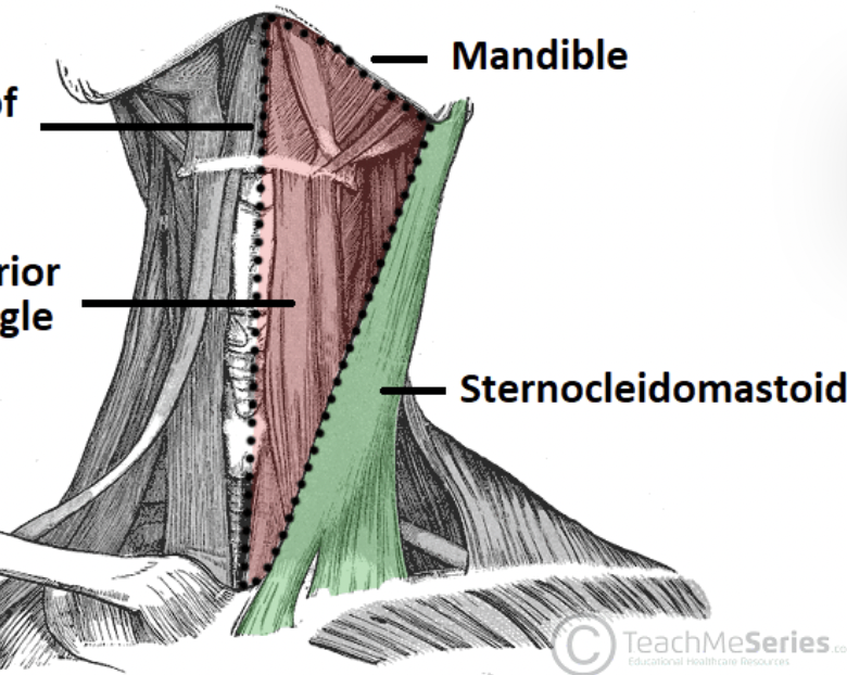 <ul><li><p>consists of two smaller triangles: <strong>muscular </strong>and <strong>carotid</strong></p></li></ul><p>boundaries:</p><ul><li><p>anterior midline of the neck</p></li><li><p>superior belly of the omohyoid muscle</p></li><li><p>sternocleidomastoid muscles</p></li></ul><p></p>