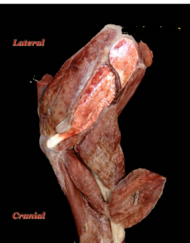 <ol><li><p>origin</p></li></ol><p>infraspinous fossa</p><ol start="2"><li><p>insertion</p></li></ol><p>lateral aspect of the greater tubercle</p><ol start="3"><li><p>action</p></li></ol><p>flexes shoulder joint</p><p>abducts forelimb</p><p>primary stabilizer of the lateral shoulder</p><p></p>