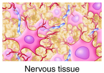 <p>Nervous Tissue</p>
