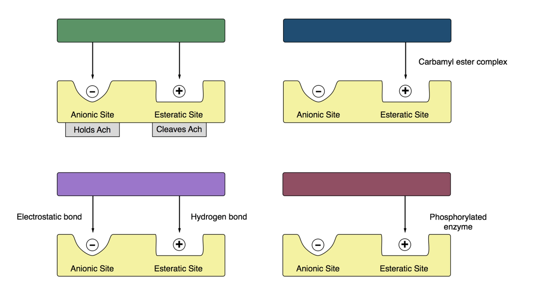 <p>Click on the box that represents neostigmine</p>