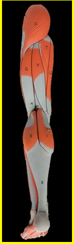 <p>Label I-X. (not all letters included alphabetically)</p>