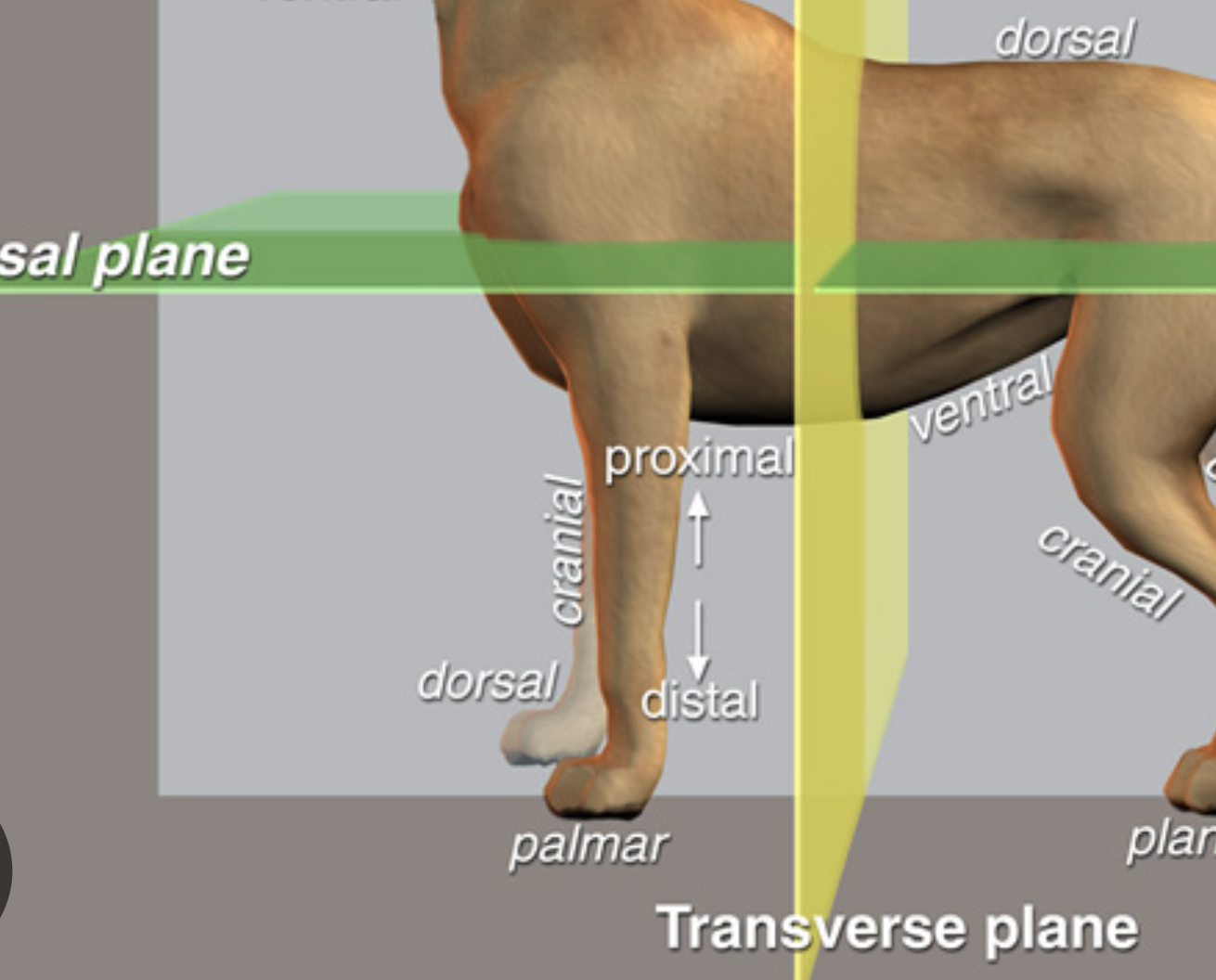 <p>Nearer or closer to the body (refers to a limb or extremity)</p>