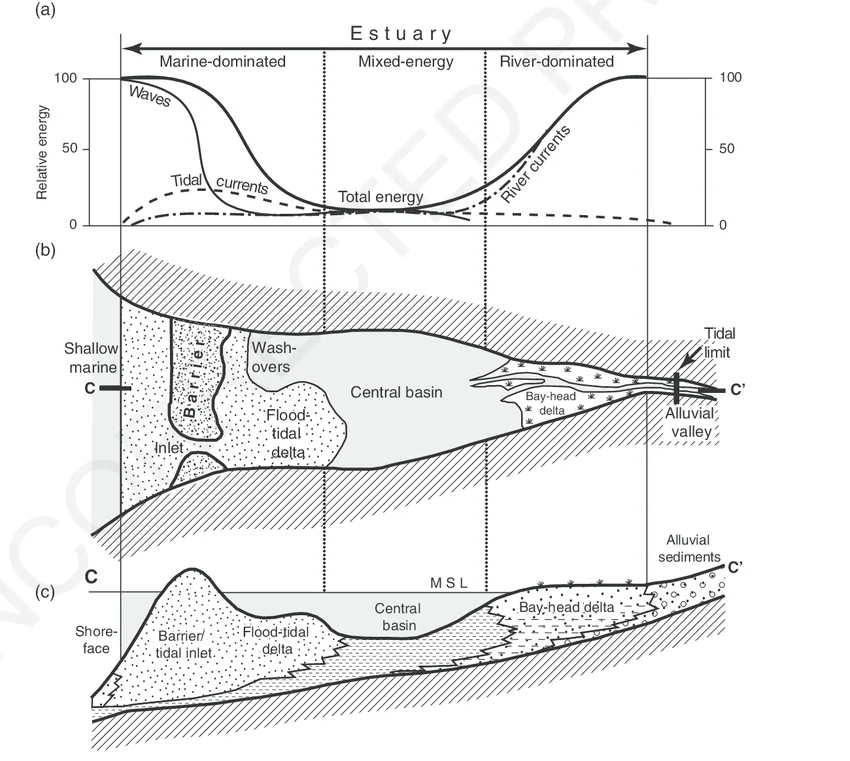 <p>One maxima occurs at the estuary mouth due to wave energy, and another at the head, due to river current. A central energy minimum occurs between, becoming less pronounced as the estuary fills</p><p>Marine, horizontal sand bodies occur at the mouth, which are cut by tidal inlets flowing into the central estuary (calm, muddy area). Limit of the shoreface is the marine limit of the estuary</p>