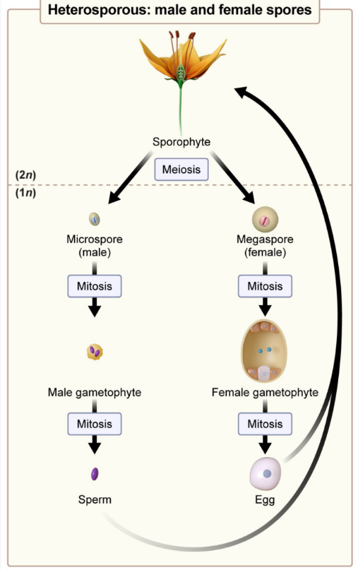 <p>Develop into <strong>pollen grains </strong>(male gametophyte). Pollen grains will produce <strong>sperm</strong></p>
