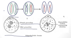 <p>1. Initially, the maternal/paternal DNA are separated in cellular structures called a "pronucleus", starts as (2N 2C)</p><p>2. DNA synthesis occurs, sister chromatids are synthesized → becomes 2N 4C</p><p>3. Zygote divides into two cells, each are 2N 2C</p>