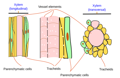 <p>vessels: long thin, continuous tubes made of dead tissue with lignin-strengthened walls</p><p>tracheids: long structures w/ end walls that overlap</p><p></p>