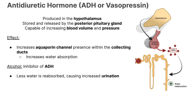 <p><strong>Alcohol</strong>: Inhibitor of <strong>ADH</strong></p><ul><li><p>Less water is reabsorbed, causing<strong> increased urination</strong></p></li><li><p>Why it is easy to get <strong>dehydrated </strong>when drinking. </p></li></ul><p></p>