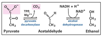 <p>Under anaerobic conditions, in some microbes, such as Brewer’s yeast (Saccharomyces cerevisiae), pyruvate is converted to ethanol and CO2.</p>