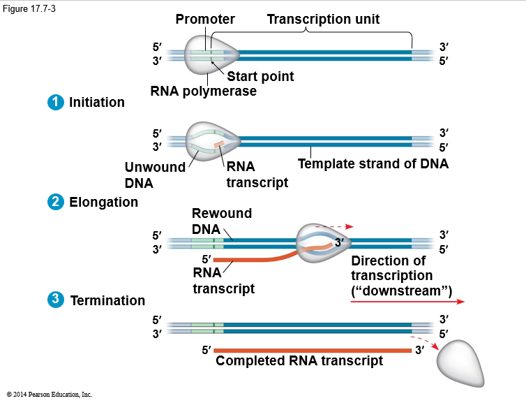 <ol><li><p>Binds to <strong>promoter</strong> on template strand (<strong>promoter </strong>sequence comes before the gene and tells the RNA polymerase<strong> where to start</strong>)</p></li><li><p>Section of<strong> double helix opens </strong>(<strong>initiation</strong>)</p></li><li><p><strong>RNA Polymerase</strong> II moves along DNA and <strong>completes </strong>a <strong>strand </strong>of mRNA complementary to DNA (<strong>elongation</strong>)</p></li><li><p>Copies the DNA in<strong> 5’ to 3’ direction</strong></p></li><li><p>Adds <strong>one nucleotide</strong> at a time (<strong>uracil </strong>- U - instead of <strong>thymine </strong>- T)</p></li><li><p>Reaches a <strong>terminator </strong>sequence that signals transcription to <strong>stop </strong>(termination)</p></li><li><p><strong>mRNA</strong> released and travels to <strong>cytoplasm</strong></p></li><li><p><strong>DNA recoils</strong></p></li></ol><p></p>