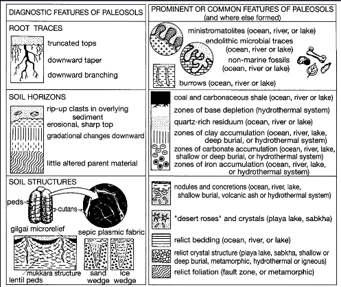 <p>buried or exhumed soil horizons that formed in the geologic past and represent ancient landscapes. May represent unconformities</p>