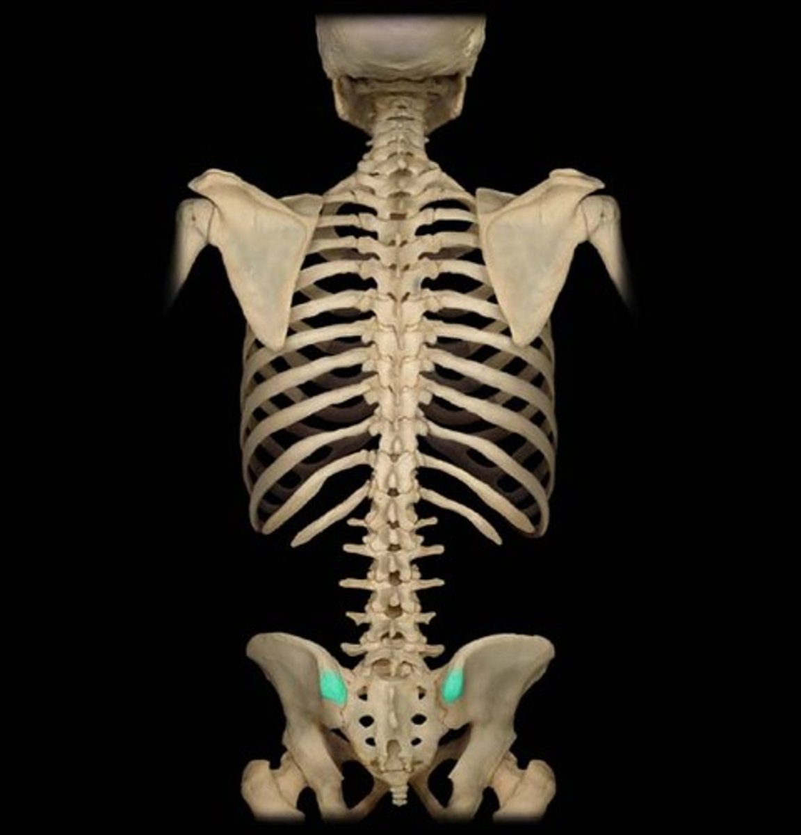 <p>pelvis - lateral</p>