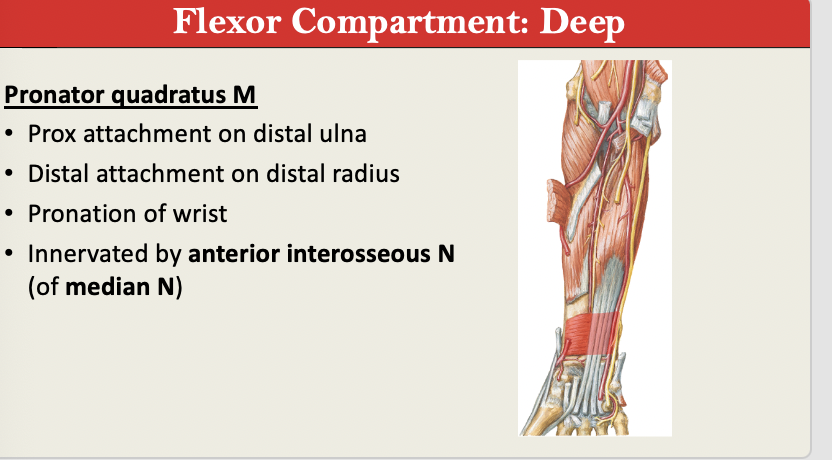 <p>M: Pronation of Wrist</p><p>N: Anterior Interosseous Median N </p><p>PA: Distal Ulna</p><p>PD: Distal Radius </p><p>G: Flexor DEEP </p>