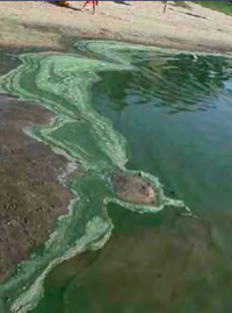 <p>- Maintain buffer of vegetation around water bodies to filter runoff waters that might be rich in nutrients</p><p>- Use fertilizers containing nitrogen and phosphorus cautiously and within recommended amounts only and not in excess</p><p>- Maintain sewage systems so that the fecal contaminated water is not released to the outside</p><p>- Finding solutions to climate change associated with global warming and increasing carbon dioxide concentration in the atmosphere</p>