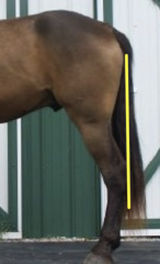 <p>How do you diagnose plantar ligament desmitis (Curb)?</p>